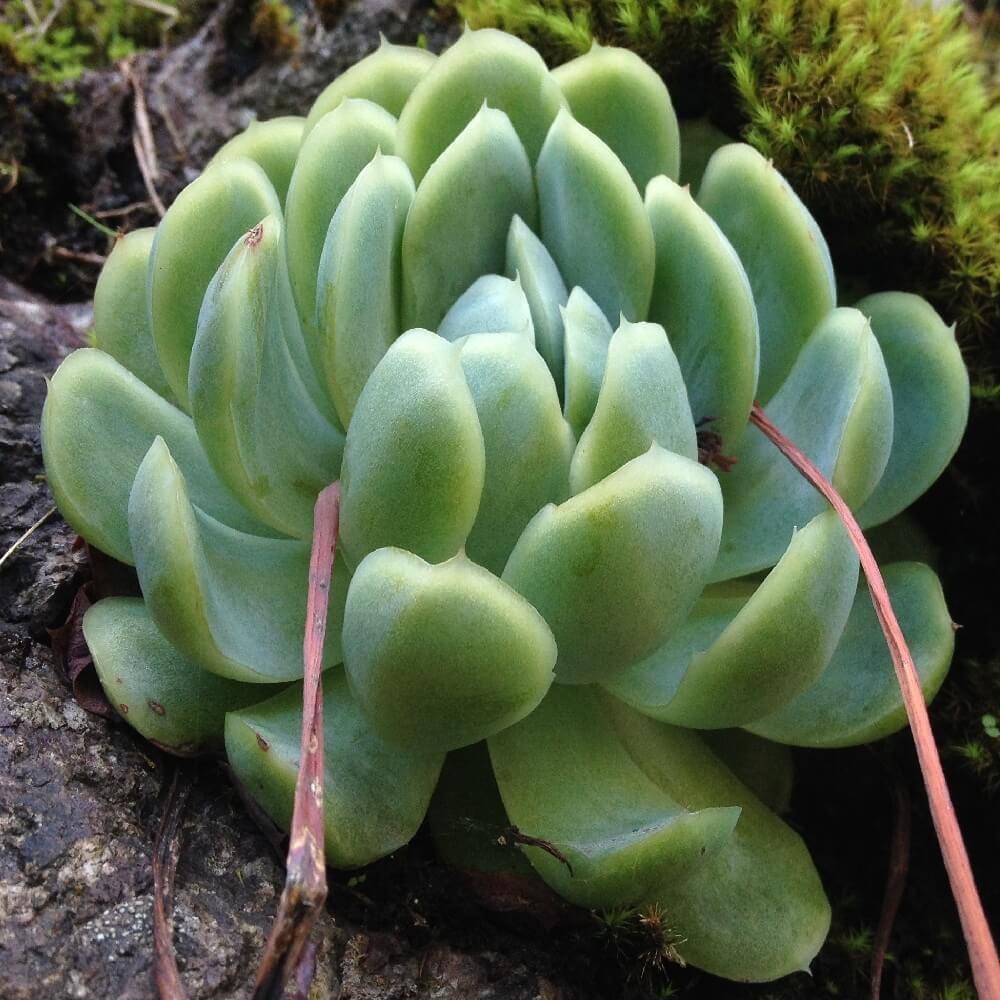 Echeveria secunda 'Pinwheel'.